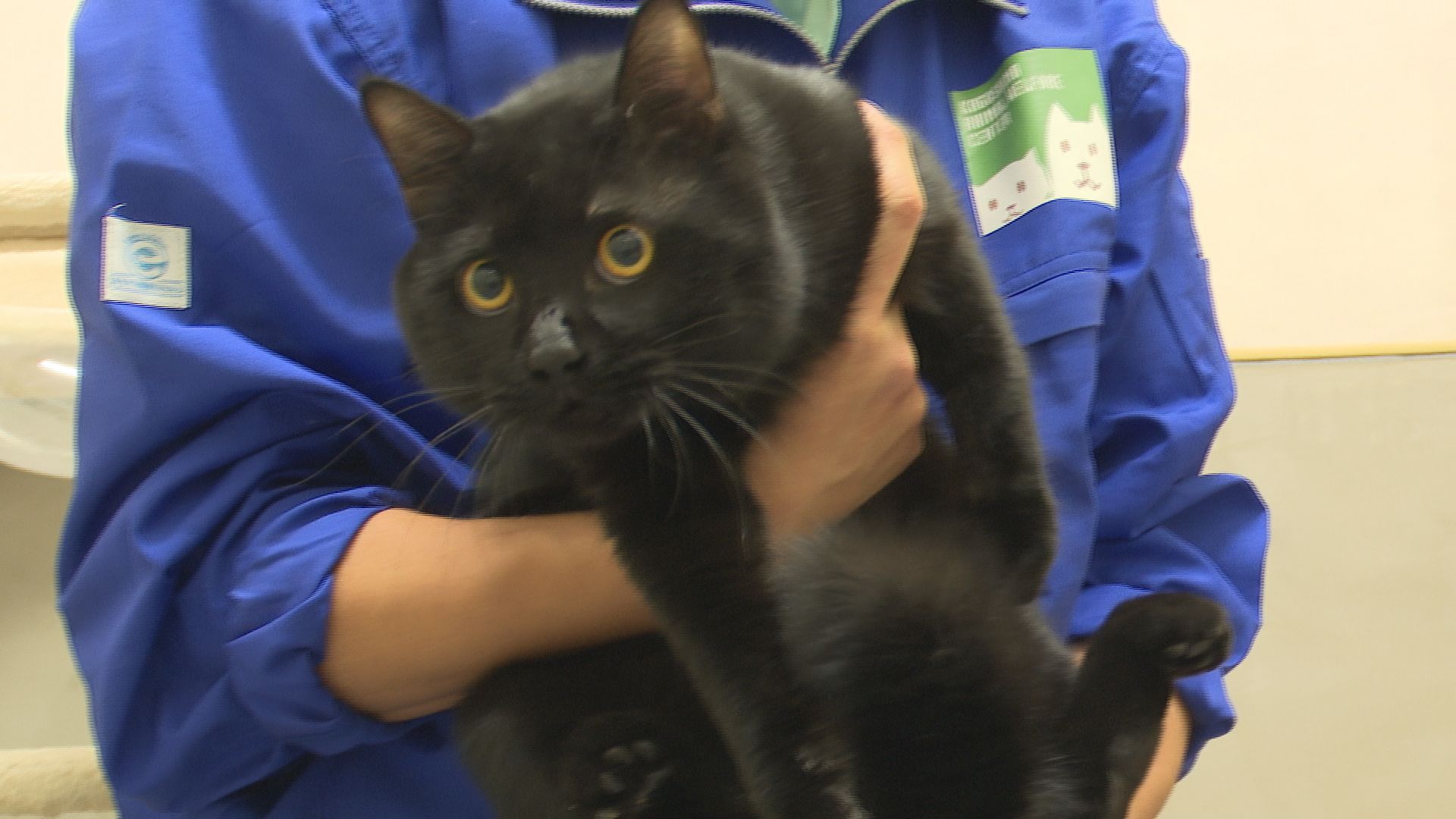 『河内あづきの鹿児島あっちこっち』午後5時20分～　猫を想う飼い方 ～2月は「猫の適正飼養推進月間」