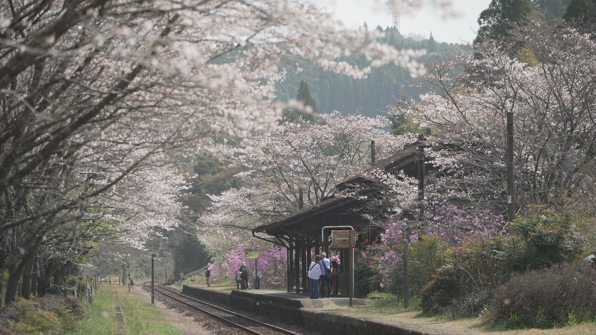 午後6時30分～「ナマ･イキVOICE」春、まずは桜を見に行こう