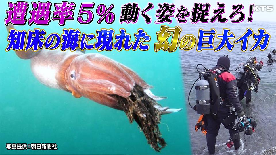 今夜7時～世界の何だコレ！？ミステリー▼激撮！知床に現れた巨大イカを追え
