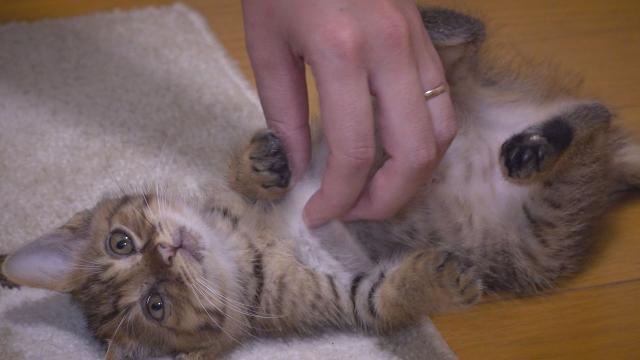 8/1（土）夕方17時25分～わんにゃん＋かごしま　「保護猫の幸せな未来のために」